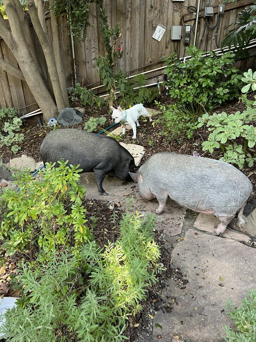 It&rsquo;s always a party in my yard&hellip; #pigs https://t.co/OAF0VnKE3u<a href="/tag/pigs"class="tags">#pigs</a>