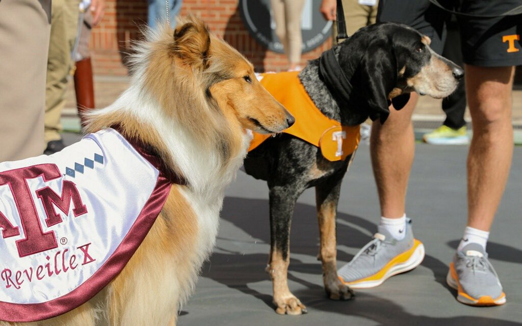 Reveille X tweet media