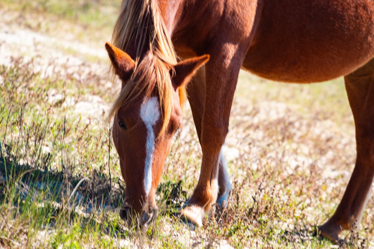 One of the wild horses living on the banks of Corolla Beach.