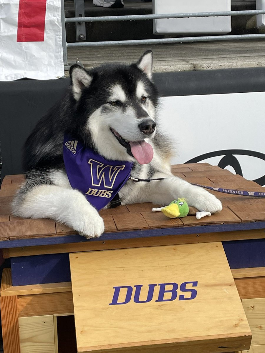 Hassel_Chris's tweet photo. Dubs with a duck https://t.co/XHHAVQPC4T