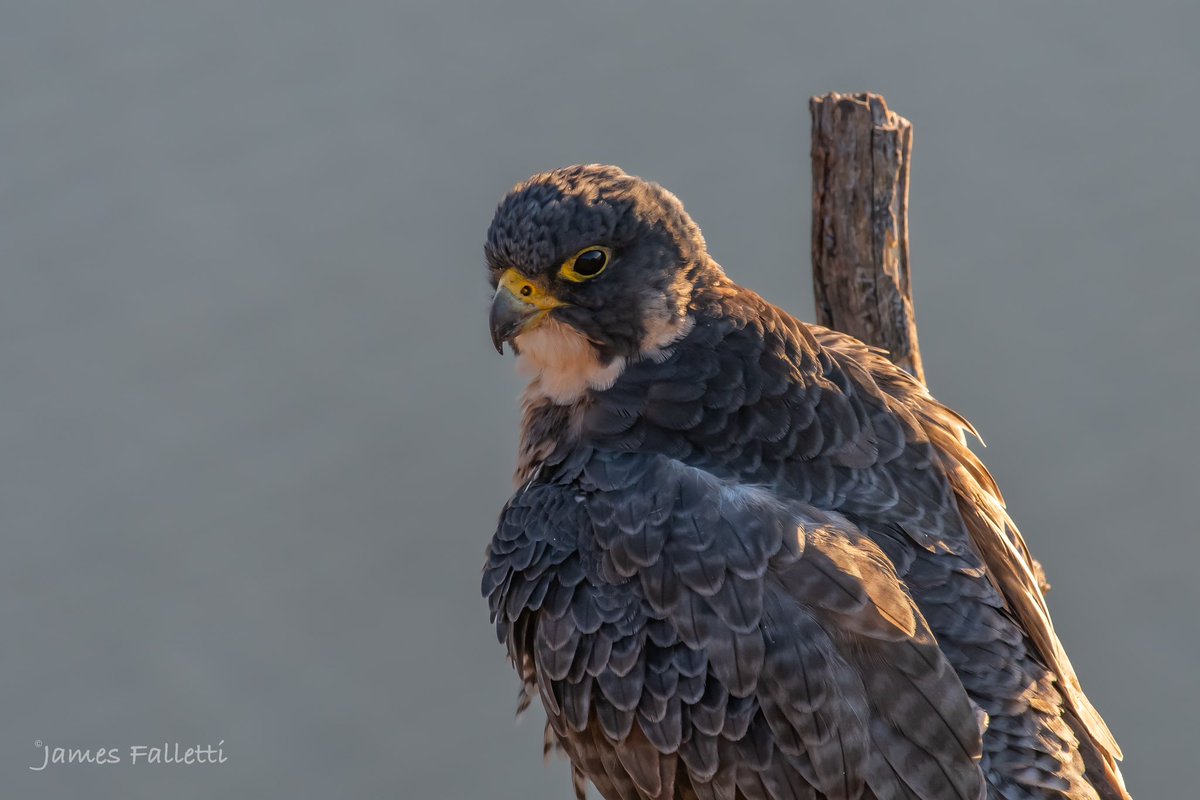 JamesFalletti's tweet photo. Peregrine #Falcon
🔎 Falco peregrinus

Alpine, NJ 10/23
#Nikon D500 📸

#TwitterNatureCommunity #birdphotography #BirdTwitter #BirdsSeenIn2023 #BirdsOfTwitter #NaturePhotography #ornithology #bridsofprey #raptors #peregrinefalcon @mybirdcards @nature_org https://t.co/tcEPyci9po