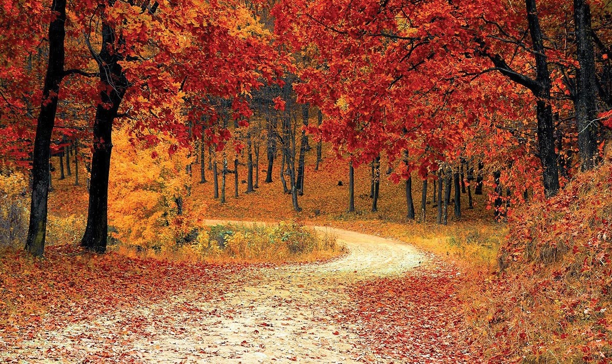 Bryan Johnson tweet media