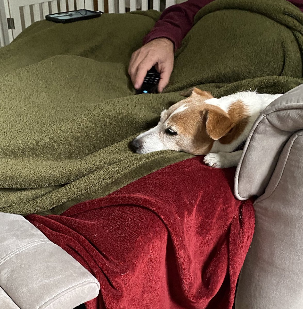 DaisyMaeJack's tweet photo. Having a bit of a snuggle before da pawrents go into da city for a date. I got to do fall ball wif 3 different balls ๐พโพ๏ธโ๏ธand my frisbee ๐ธWill say an early gโnite now. Stay safe frens ๐พโค๏ธ #datenight #bdaypresent #dogsoftwitter #JackRussellTerrier https://t.co/KTDwwAXYy6