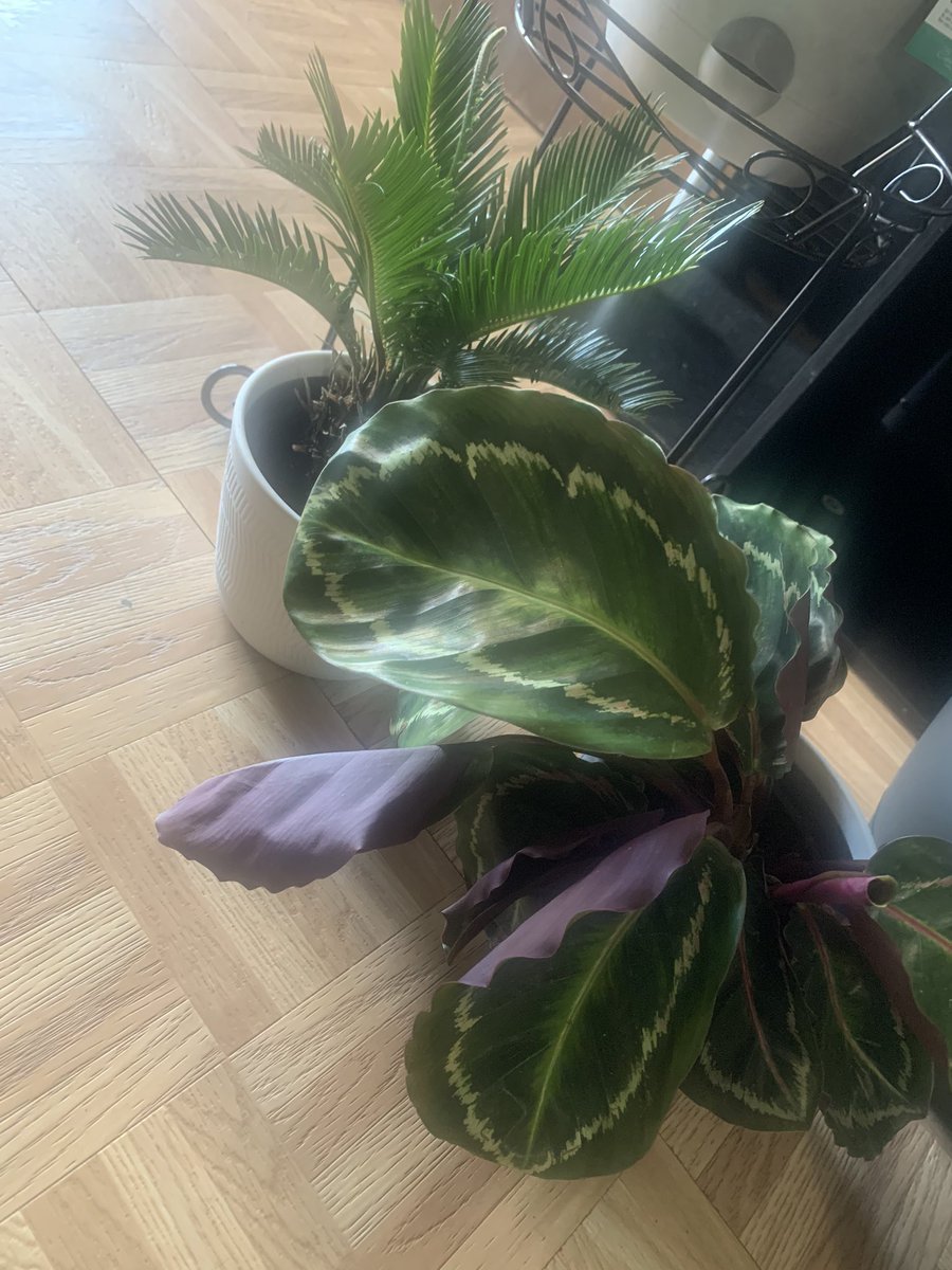 PPlant38's tweet photo. The new plant 🪴 Babies 

#plantbabies #houseplants #houseofplants #plantzone #plantlife #therapyinplants https://t.co/Tk50dUSDKQ