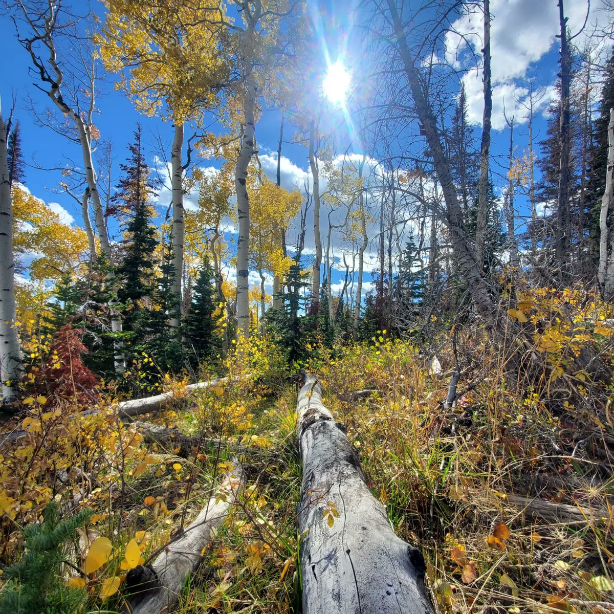 FishlakeNF's tweet photo. Hello to all Forest visitors, new & old! We would just like to welcome you to @FishlakeNF & thank you for coming to see us, especially today for the #RingOfFireEclipse! Please enjoy yourself & remember to #PackItInPackItOut, #LeaveNoTrace, & make sure your campfire is #DeadOut! https://t.co/r10eJO383b