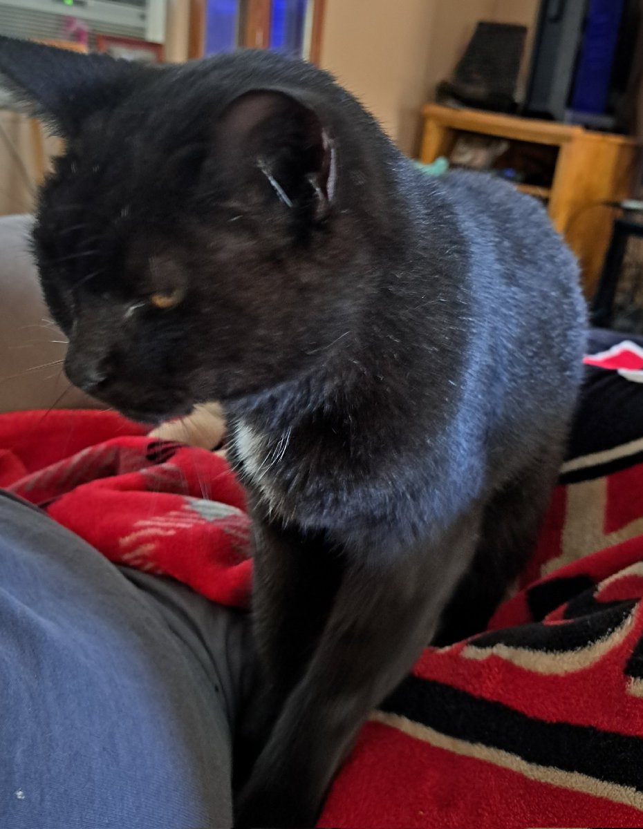 Agent7990's tweet photo. Say hello to Sheba https://t.co/vH8WruvYho