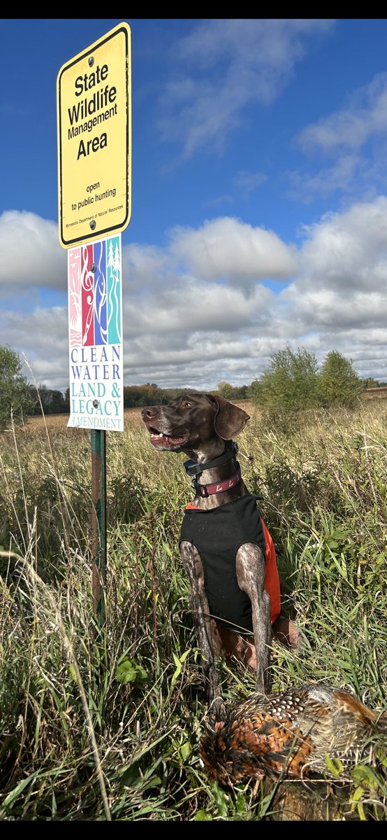 flue92's tweet photo. @BobStPierre No complaints in south central MN Bob. #birddog #GSP https://t.co/OnY4PvxOzn