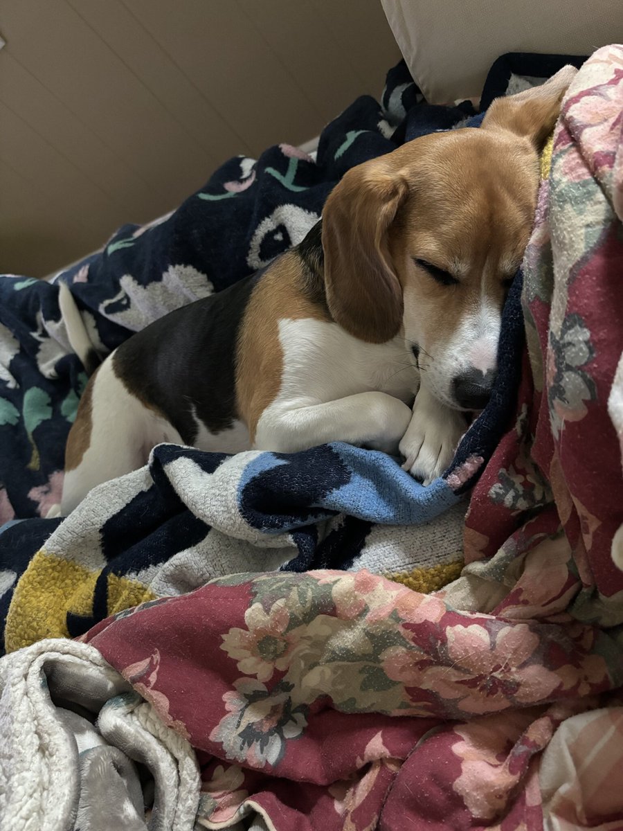 beaglelucylooo tweet media