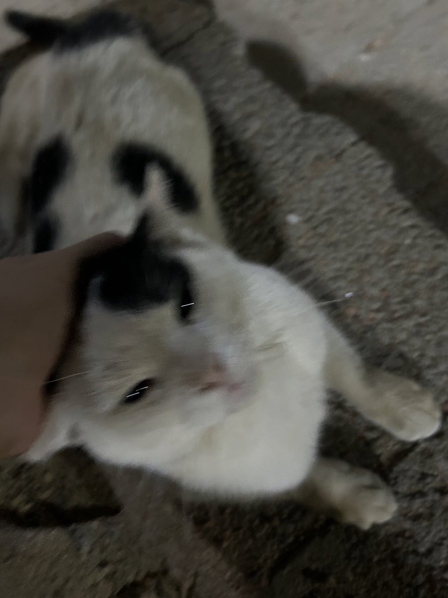 مافي شي يخليني مبسوطه غير القطاوه🥹