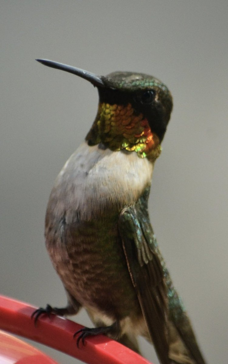 Rare gem!
.
.
.
#hummingbirdsofinstagram 
#hummingbird_spot 
#hummingbirds
#wildlife
#wildlifehabitat 
#birder
#nature
#natureescape 
#earthing