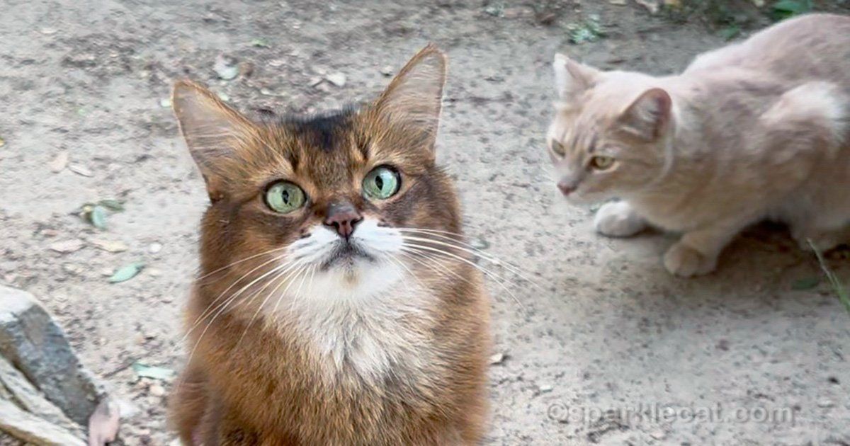 sparklecat's tweet image. I found out something I suspected about the peach kitty, and now I know for sure! Should I be worried about how much he likes catnip? Check out the photos and videos and let me know what you think: buff.ly/3PY46Ym #catniphigh #cats #funnycats