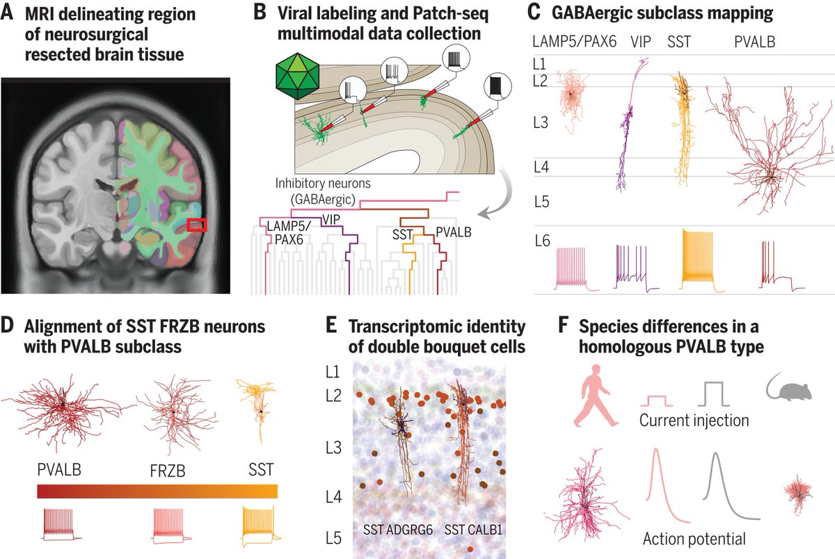thmonk_pf's tweet photo. Patch-seqによるヒトGABAergic neuronの分類/特徴

Science特集

発現型分類は形態/機能dataにて構築/更新すべき

ヒトはRatと比較し
・樹状構造は分枝が少なく空間的に広がっている
・興奮性が高くAP発射閾値が低い
・一瞬のAPの半値幅は大きい

#patch_seq 
#GABA 
#papers 
https://t.co/7CChPy0P1p https://t.co/ySH8ebXllx