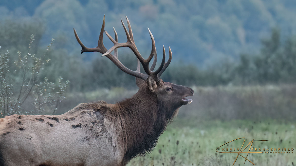 Bugeling Elk #Elk #wildlifephotography #NaturePhotography #Autumn #elk