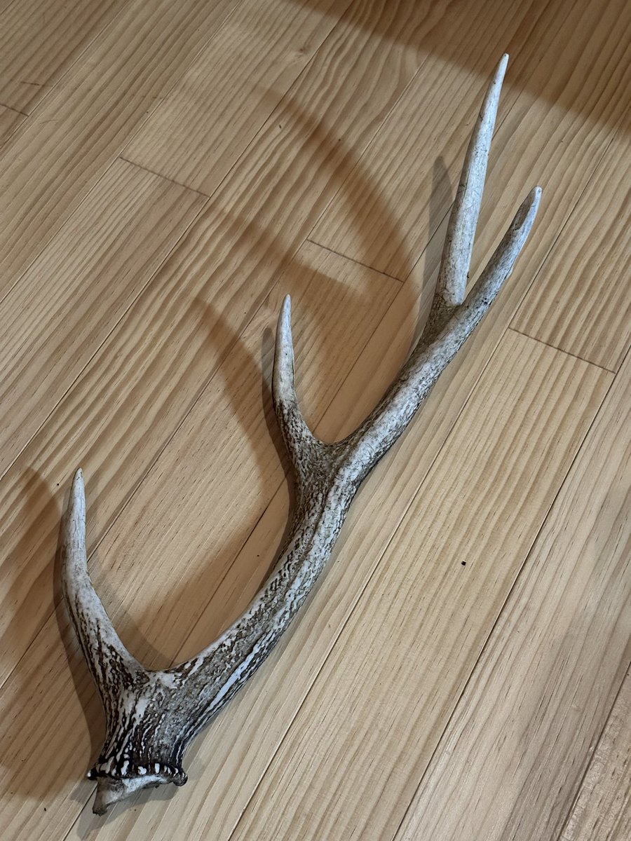 arigatouosouji's tweet photo. 今朝、森を散歩してましたら
落とし物がありました！

落とし主が逃亡したのか
見つからなかった為
安全に持ち帰りました。

愛してるぜ！ https://t.co/H3TNNmiivx