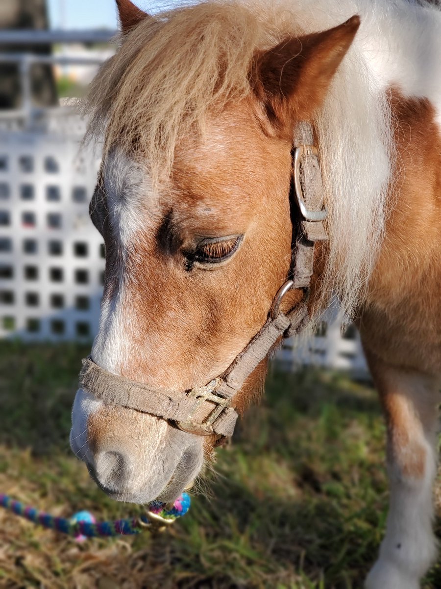 chancellorpk's tweet photo. Parents-👀! Come on out to Crump Stadium TODAY from 10-1 for #AliefProudDay 
There are games, music, and a petting zoo! It's a beautiful day and @ChancellorComet  is waiting for YOU! 💫❤️💫 @AliefWellness https://t.co/2mEDRzI0QM