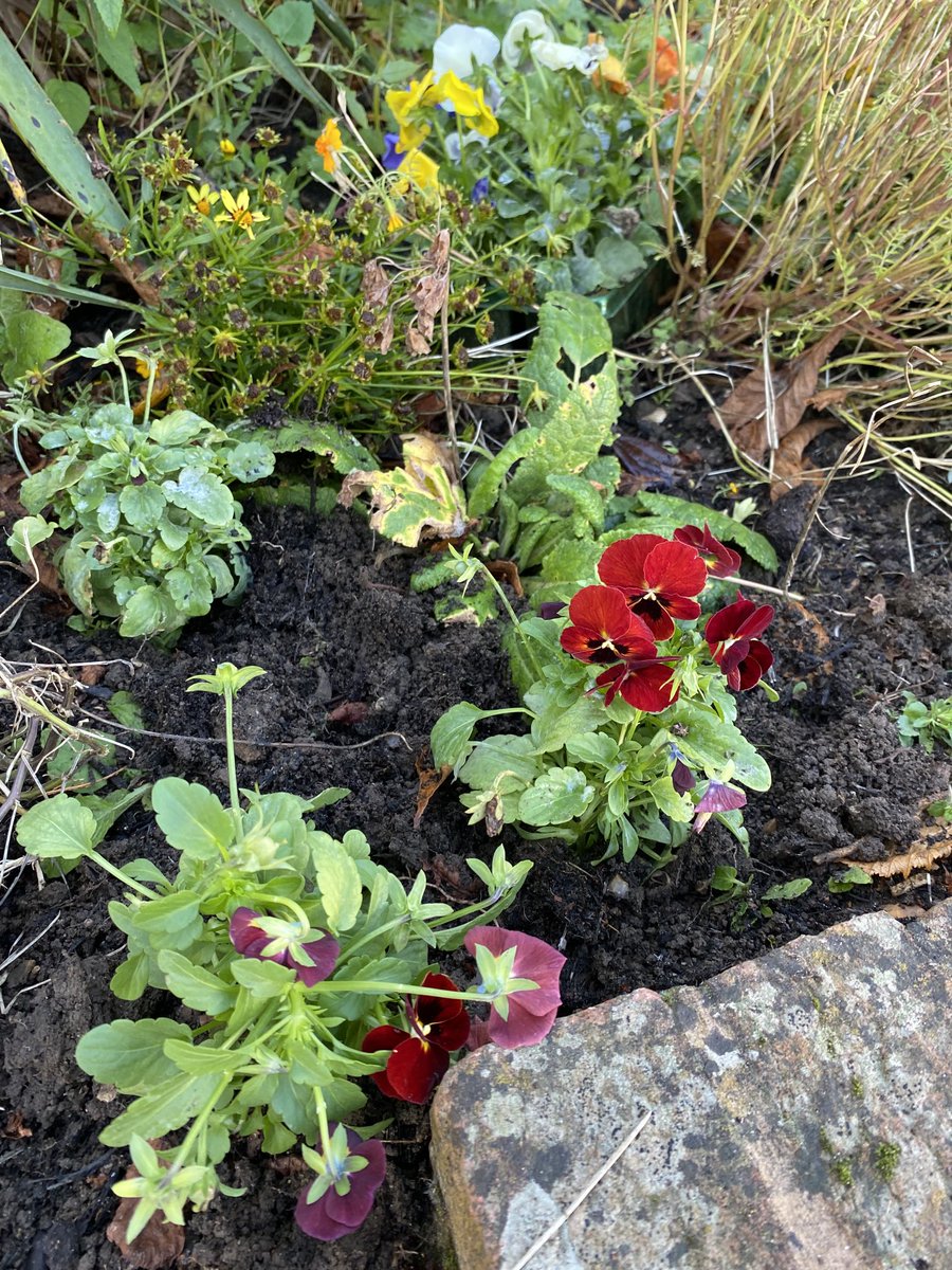 CSGGA's tweet image. Lovely morning spent planting 1500 bulbs, wild daffodils and fritillaries in Pheasant Hill and Riverside Walk. Thanks to those who turned out to help. Also thanks to the two beaver colonies who planted crocus and snowdrops earlier in the week and to Yaldens for the violas.