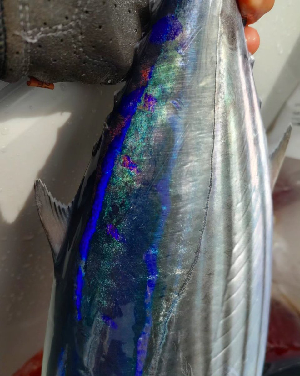 zuefishing's tweet photo. カツオキャスティング
体色綺麗すぎるな https://t.co/BSh5XgtXHf
