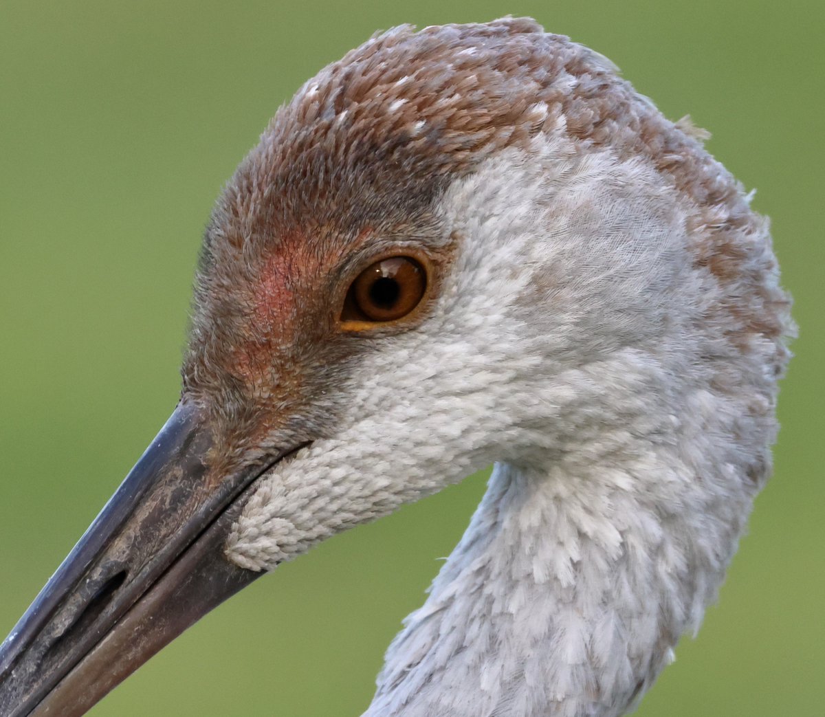 For #GlobalBigDay2023 I am inside my apt. It’s raining again today! Here’s a Sandhill Crane colt close up. I have followed and documented this family all summer. What an experience it was! Countless hours of observing and enjoyment were had just sitting and photographing them.