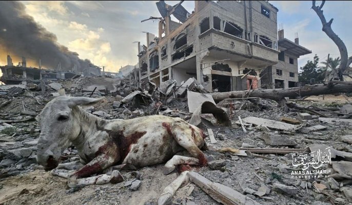 jolly_angelina's tweet photo. @AndrewRTDavies So you have no problem with the Israeli Govt's #DisproportionateForce #Dehumanisation & #CollectivePunishment in direct violation of International law. What a vile individual you are #Gaza #IsraeliGenocide @SayeedaWarsi https://t.co/qkCT2BHsP2