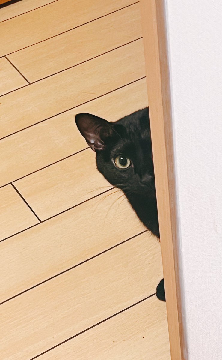 cat no humans animal focus black cat wooden floor animal indoors general  illustration images