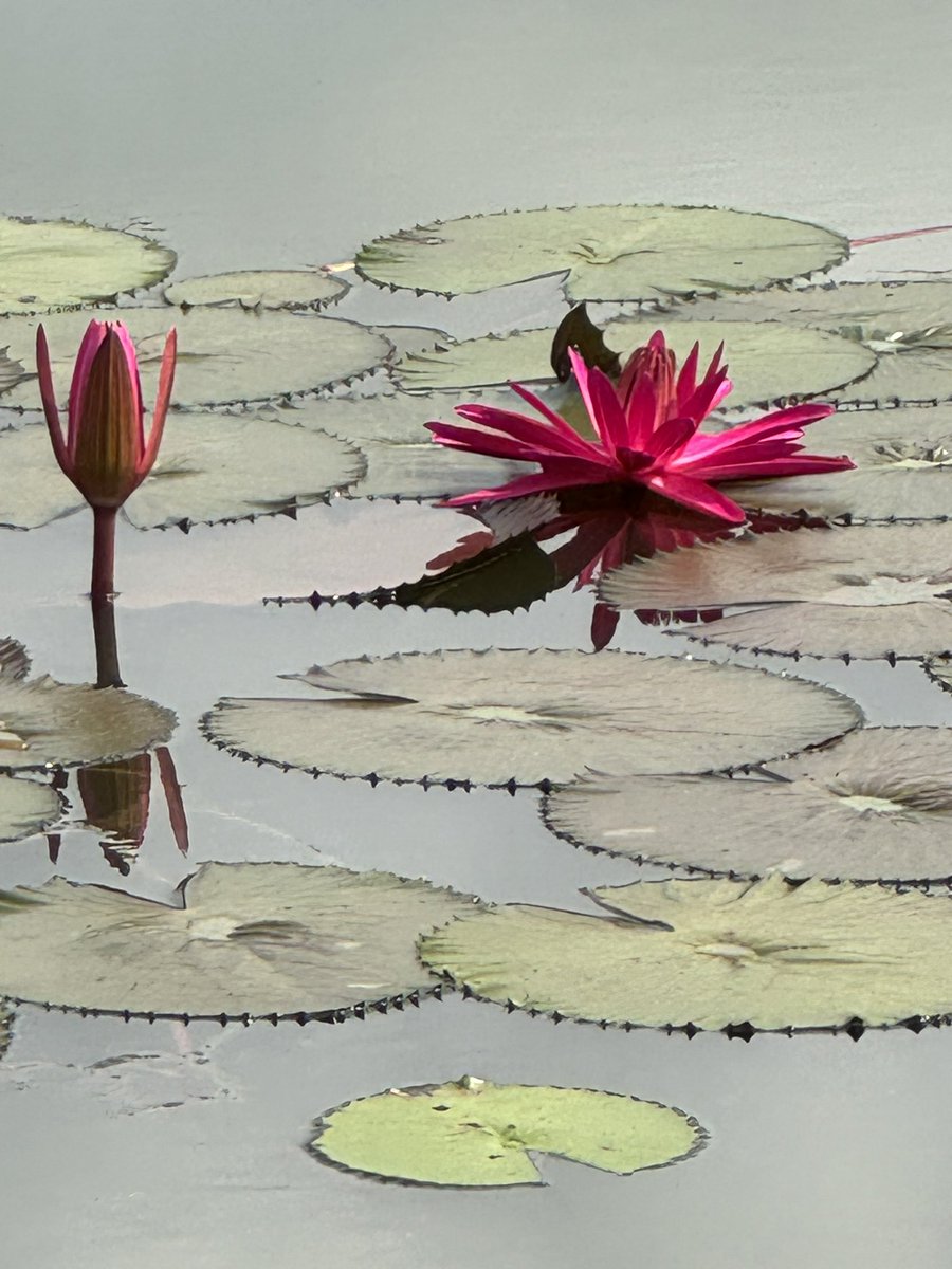 porinju's tweet photo. “Water lilies symbolizes birth and resurrection because of their ability to emerge from the water”. Happy to have a collection of over 100 varieties in the farm, hand picked from different places! https://t.co/JpTTcf34Ws