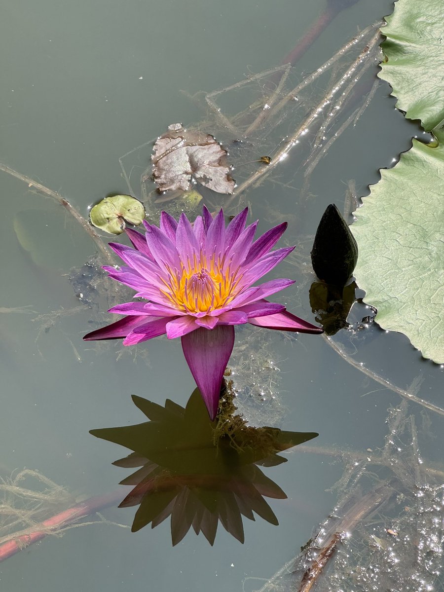 porinju's tweet photo. “Water lilies symbolizes birth and resurrection because of their ability to emerge from the water”. Happy to have a collection of over 100 varieties in the farm, hand picked from different places! https://t.co/JpTTcf34Ws
