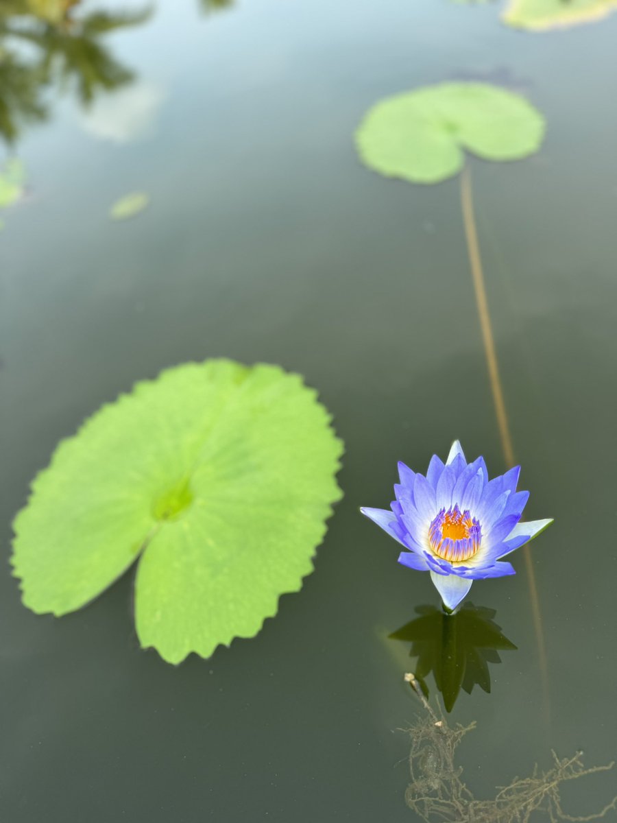 porinju's tweet photo. “Water lilies symbolizes birth and resurrection because of their ability to emerge from the water”. Happy to have a collection of over 100 varieties in the farm, hand picked from different places! https://t.co/JpTTcf34Ws