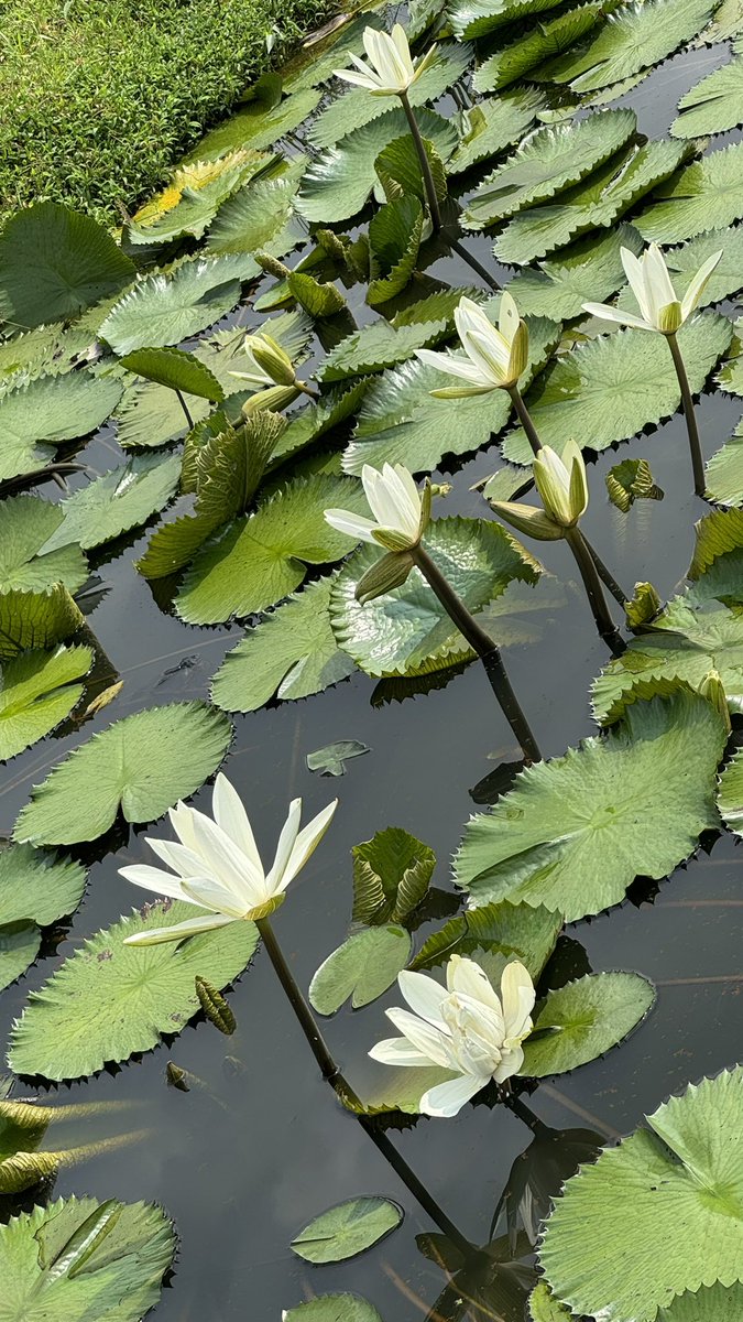 porinju's tweet photo. “Water lilies symbolizes birth and resurrection because of their ability to emerge from the water”. Happy to have a collection of over 100 varieties in the farm, hand picked from different places! https://t.co/JpTTcf34Ws