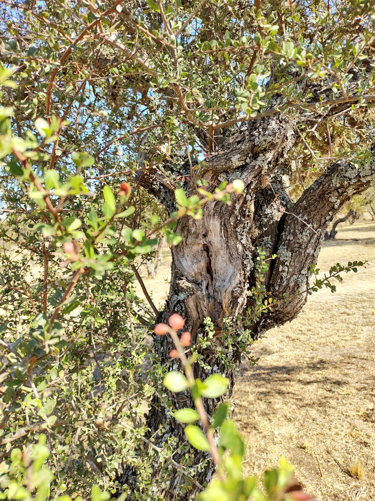 Piquillín? #ForestaTrivia 🌱