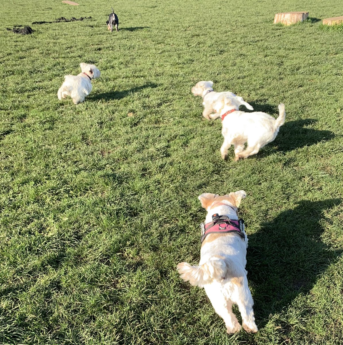 nbwalks's tweet photo. Run time. 🐶#hamish #maggie #angus #angel #molly #funtime #whitburn #dogfield #dogwalking https://t.co/ZGiPE8W2W7