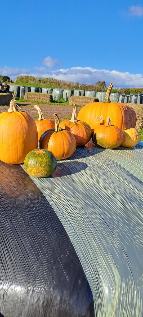 mdown4's tweet photo. A busy day #thecolourfulcow pick your own pumpkins near Berry Pomeroy https://t.co/LtsQlGSMNS