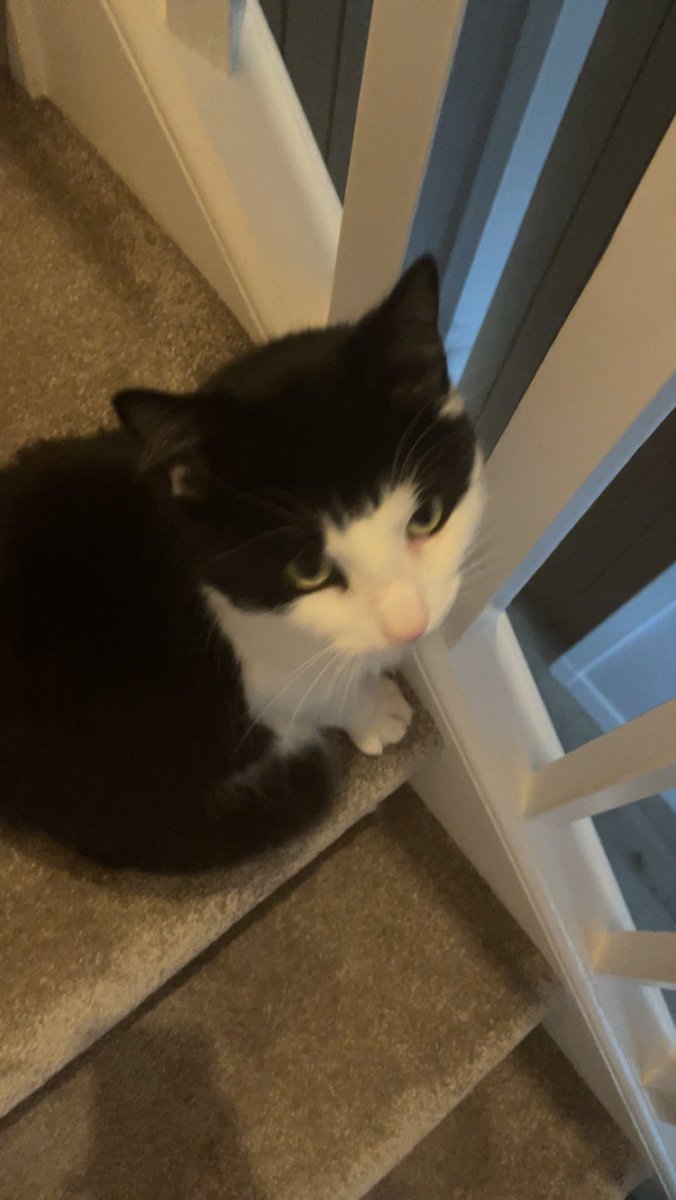 MatthewLULW's tweet photo. Wait no cause you guys have to see this thing I found https://t.co/MLH0ZfWC0d