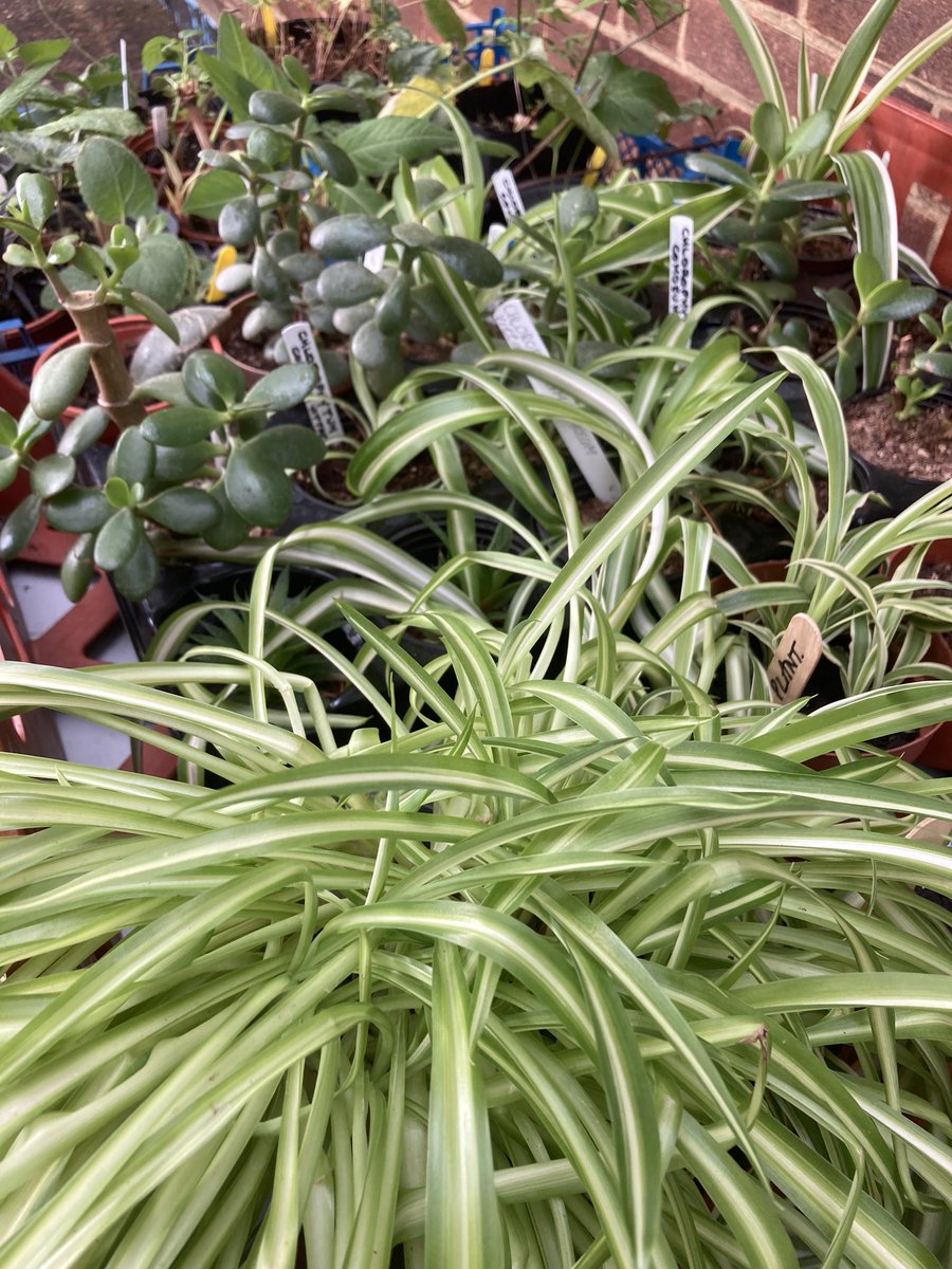 It’s week two of our bring and buy plant sale, so come on down! Usual Hut times: Saturday 2 - 4.30pm and Sunday 10 - 12.30pm.