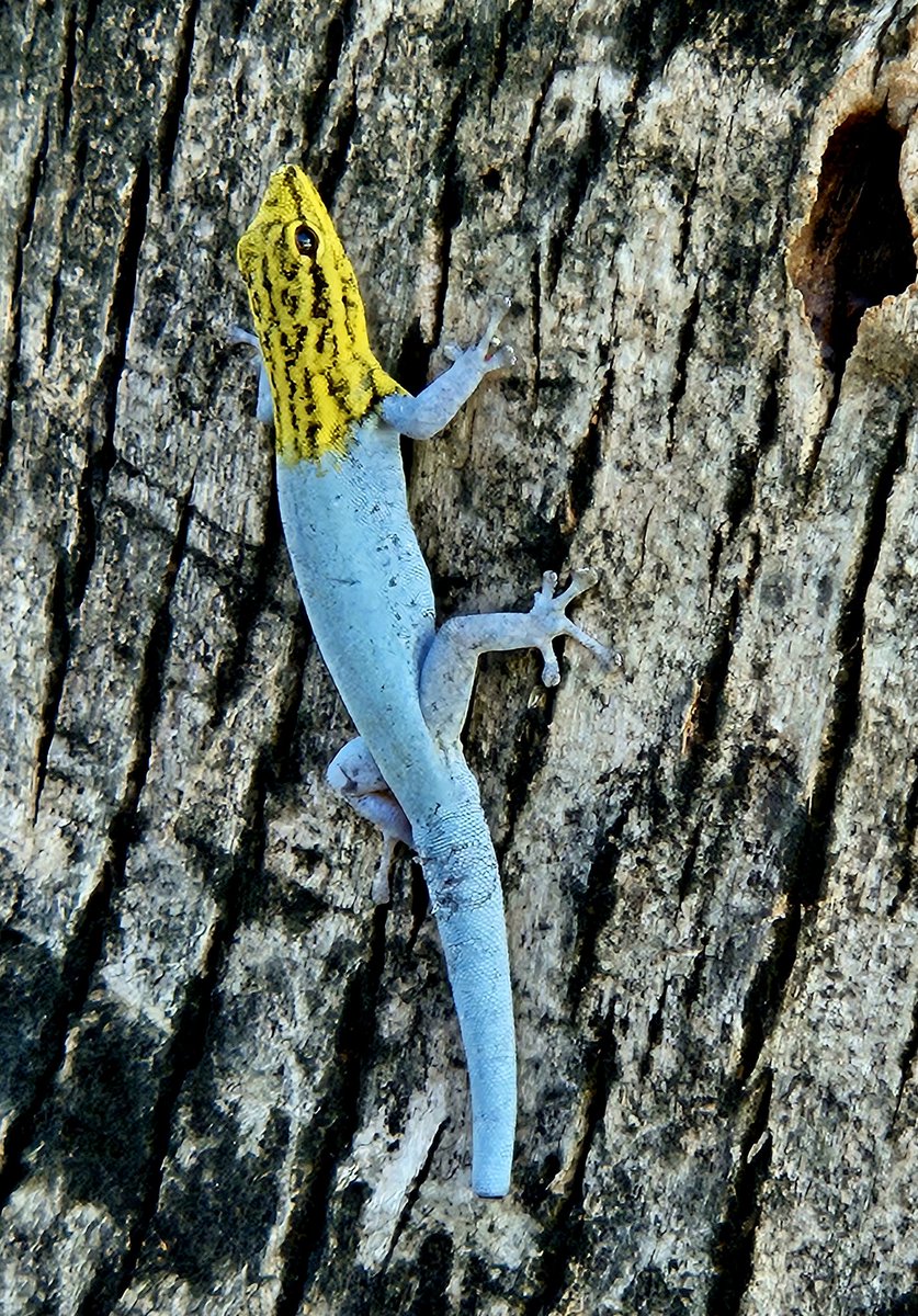 #dwarfyellow_headedgecko #yellow_headeddwarfgecko #dwarfgecko #gecko #キガシラマルメヤモリ #マルメヤモリ #ヤモリ #reptile #reptiles #reptilelife #lygodactylus #lygodactylusluteopicturatus #爬虫類 #コビトヤモリ #daresalaam #tanzania #africa #ダルエスサラーム #タンザニア #アフリカ