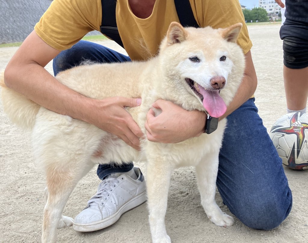 Wanwan_mikke's tweet photo. 10/14 #野間大池公園 で #迷子犬 (雄/老犬？/柴犬？/首輪無いが日焼け痕からは最近まで着けてた可能性/マイクロチップ不明/吠えない/優しい)を保護しました。警察署で預かるのは24時間で，以降保健所へ行くかもしれずこのpostが飼い主さんに届いたら警察署へご連絡ください #福岡市南区 #福岡市 https://t.co/rRZ5TQUTYB