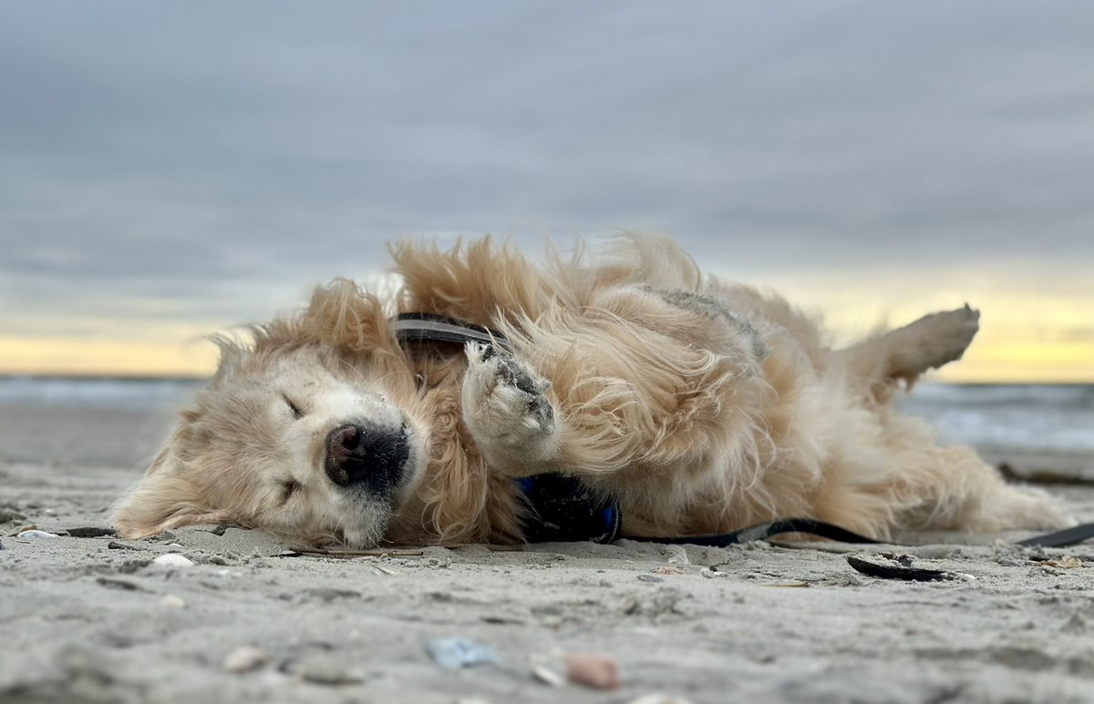 Logan & Shadow😇the Goldens tweet media