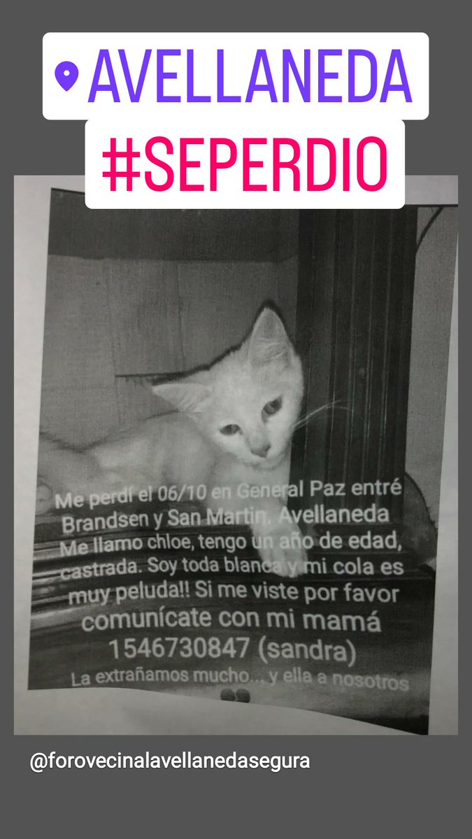 gatitosdeavella's tweet photo. #AVELLANEDA #seperdio https://t.co/1U1xRzb5Kp
