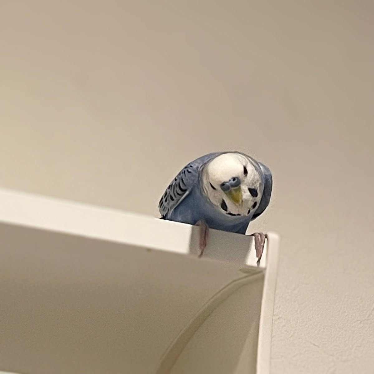 洗面所にいるとついてきて上から監視されます👁️