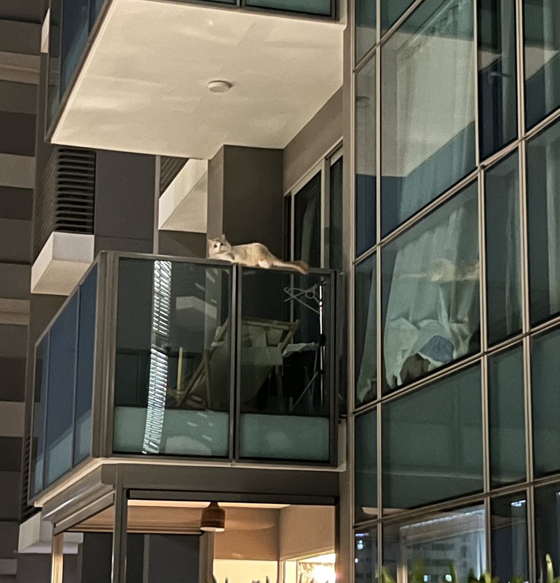 นางออกมาชมนกชมไม้อีกละจ้า
สรุปน่าจะเป็นกิจวัตรประจำวันของเค้า
อาบแสงจันทร์ยามค่ำคืนงี้ 🥹