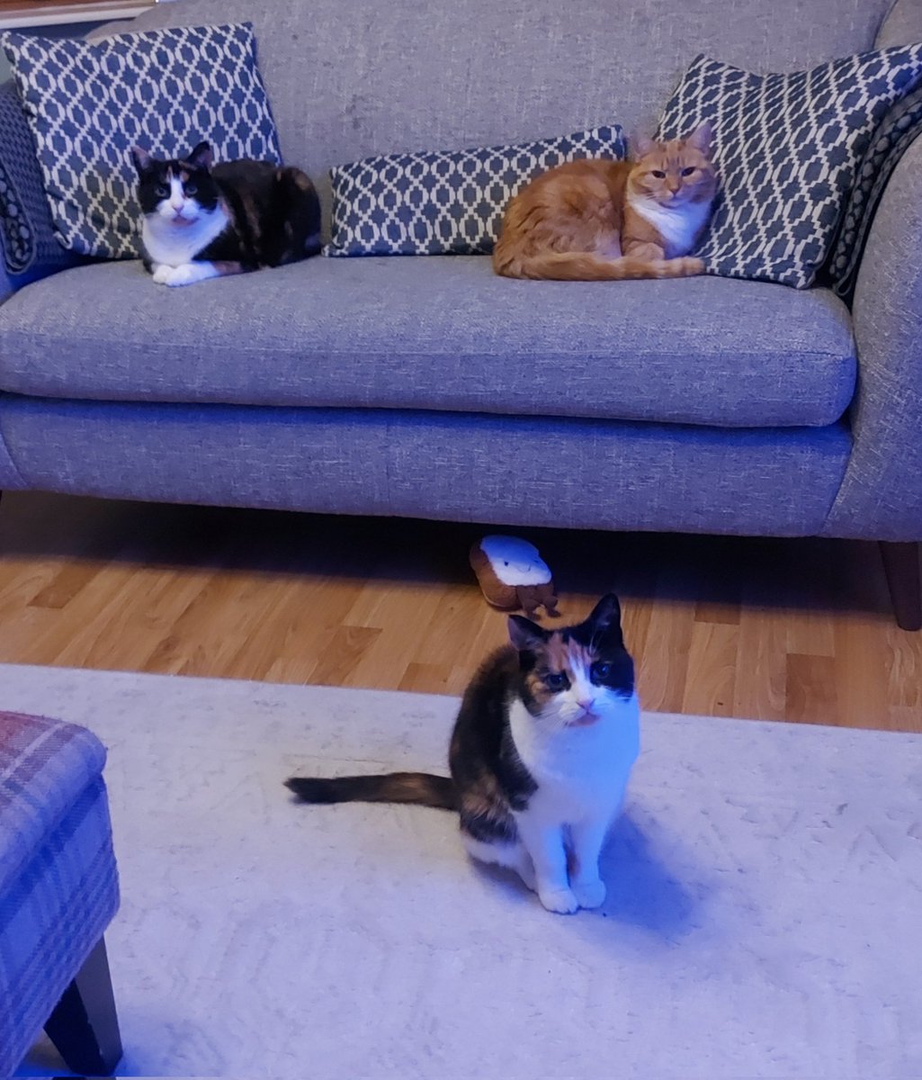 DundonianCat's tweet photo. I've not posted anything for a while. Sorry, furriends. Here's a nice photo of the 3 girls sitting pretty. Hopefully, this can be a little distraction from some of the horrible things being posted online recently. https://t.co/JFFkyPMxe1