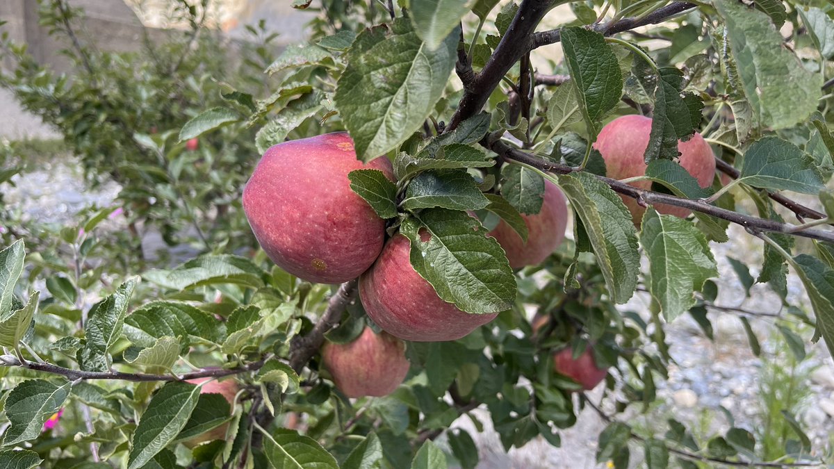 DewaApples's tweet photo. Dewa Apples finished packing 2023 https://t.co/dtof47mKaY