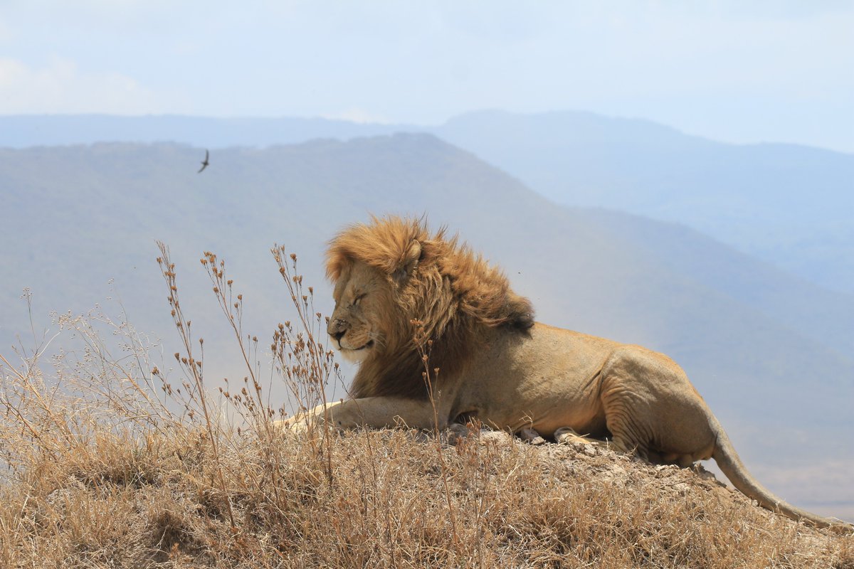 SafarisAstro's tweet photo. Welcome to  Tarangire National Park, a true African paradise waiting to be  discovered. Nestled in the northern circuit of Tanzania, this hidden gem  offers a safari experience like no other.  #tanzaniaparks #ngorongoro #ExploreMore #Wanderlust
#TravelGoals #AdventureAwaits https://t.co/LHJcYWrBbG