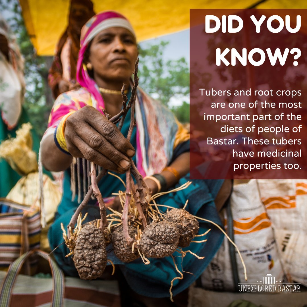 ExploreBastar's tweet photo. DID YOU KNOW?
Tubers and root crops are one of the most important parts of the diets of people of Bastar. These tubers have medicinal properties too.
Have you had any of the tubers? Let us know in the comment section.
#unexploredbastar #tubersofindia #rootcrops #bastarcuisine https://t.co/33uIxqvhRd