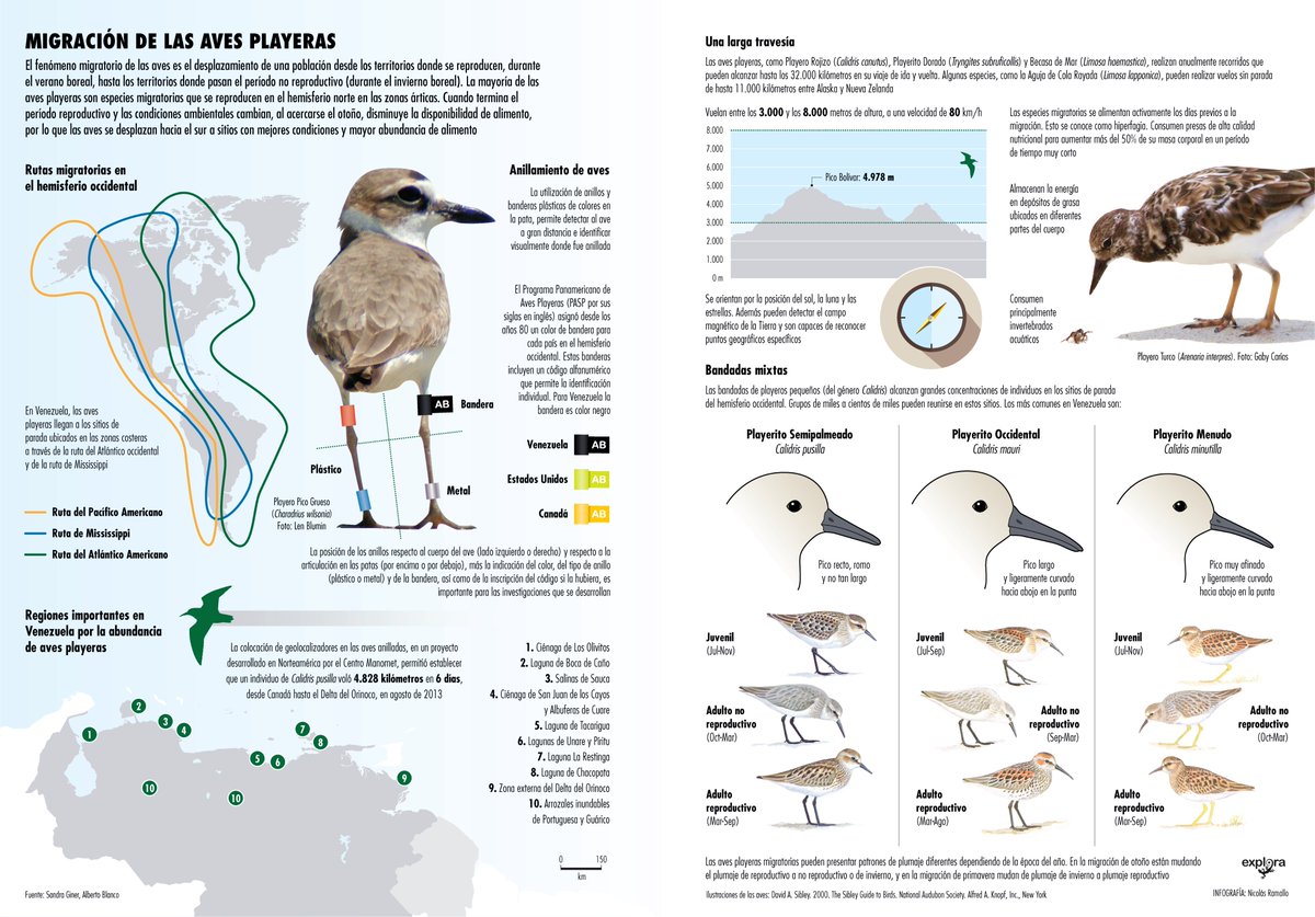Explora_ABD's tweet photo. DÍA MUNDIAL DE LAS AVES MIGRATORIAS
La migración de las aves playeras.

Infografía por @nicografico @sandrabginer y Alberto Blanco.

#exploraediciones
#díamundialdelasavesmigratorias 
#worldmigratorybirdday #WMBD2023 #migratorybirds https://t.co/78wkt23R6k