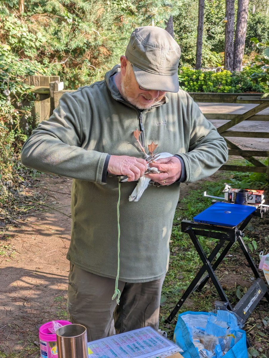 nuttytussock's tweet photo. First session of the 2023/24 Black-headed Gull colour-ringing season at @CP_UK_Sherwood today. A bit too sunny & warm for our liking but 6 new birds added to the project. @_BTO @Nottswildlife @NottsBirders #colourringing #gulls #ringing https://t.co/50pRjn0WO4