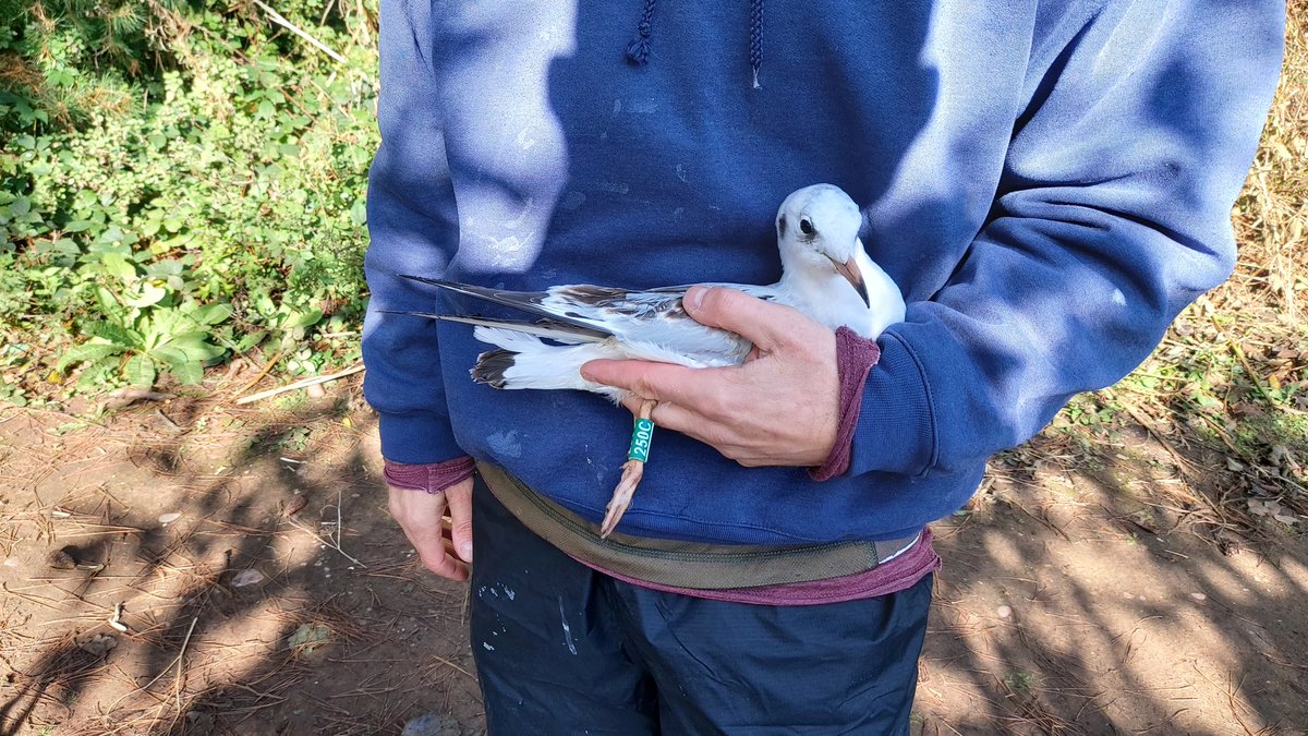 nuttytussock's tweet photo. First session of the 2023/24 Black-headed Gull colour-ringing season at @CP_UK_Sherwood today. A bit too sunny & warm for our liking but 6 new birds added to the project. @_BTO @Nottswildlife @NottsBirders #colourringing #gulls #ringing https://t.co/50pRjn0WO4
