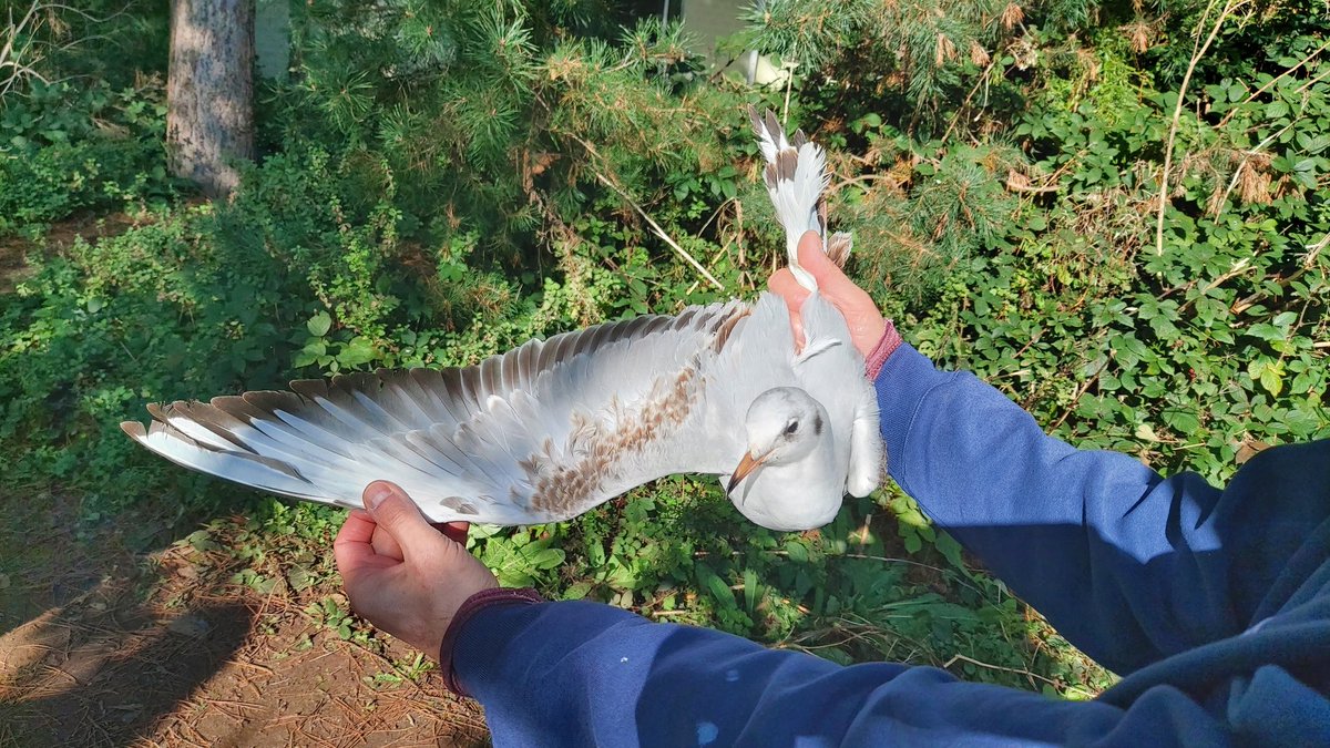 nuttytussock's tweet photo. First session of the 2023/24 Black-headed Gull colour-ringing season at @CP_UK_Sherwood today. A bit too sunny & warm for our liking but 6 new birds added to the project. @_BTO @Nottswildlife @NottsBirders #colourringing #gulls #ringing https://t.co/50pRjn0WO4