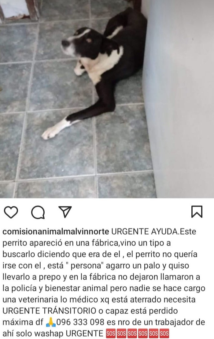 Si pueden compartir amigos, a lo mejor alguien lo busca o lo puede ayudar!!. 🤞🐶🤞