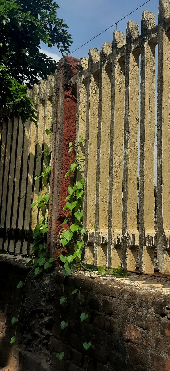 Madhumathi_Inks's tweet photo. Myriad of patterns, textures, colors of love in Nature...
💚
#Leaves #NatureLovers #Chennai #RailwayStations #Nature #NatureLovers #Patterns #Textures #LanguageOfColors https://t.co/GfWb5HArFA