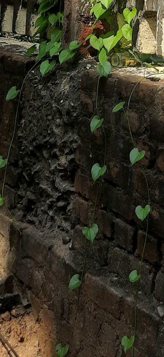 Madhumathi_Inks's tweet photo. Myriad of patterns, textures, colors of love in Nature...
💚
#Leaves #NatureLovers #Chennai #RailwayStations #Nature #NatureLovers #Patterns #Textures #LanguageOfColors https://t.co/GfWb5HArFA
